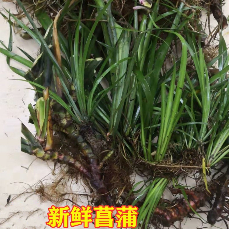 石菖蒲天然九节山菖蒲新鲜臭蒲草根水剑草叶子中药材500g包邮泡澡