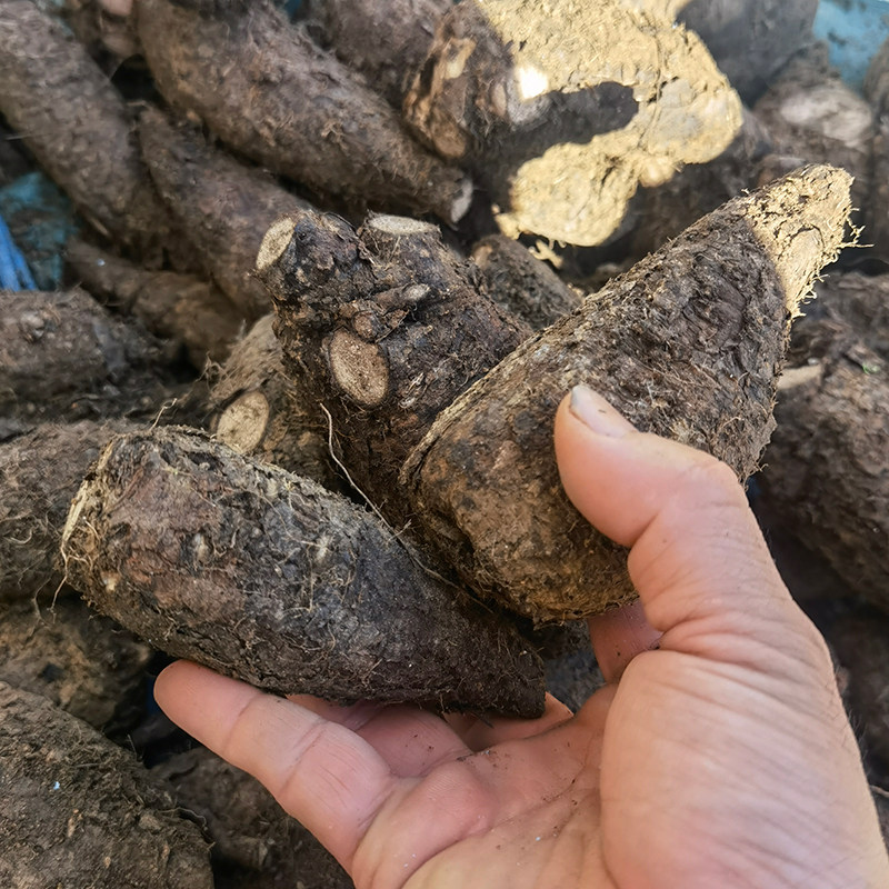 入地老鼠新鲜紫茉莉根花粉头潮汕胭脂花白花参现采白粉根干品另售