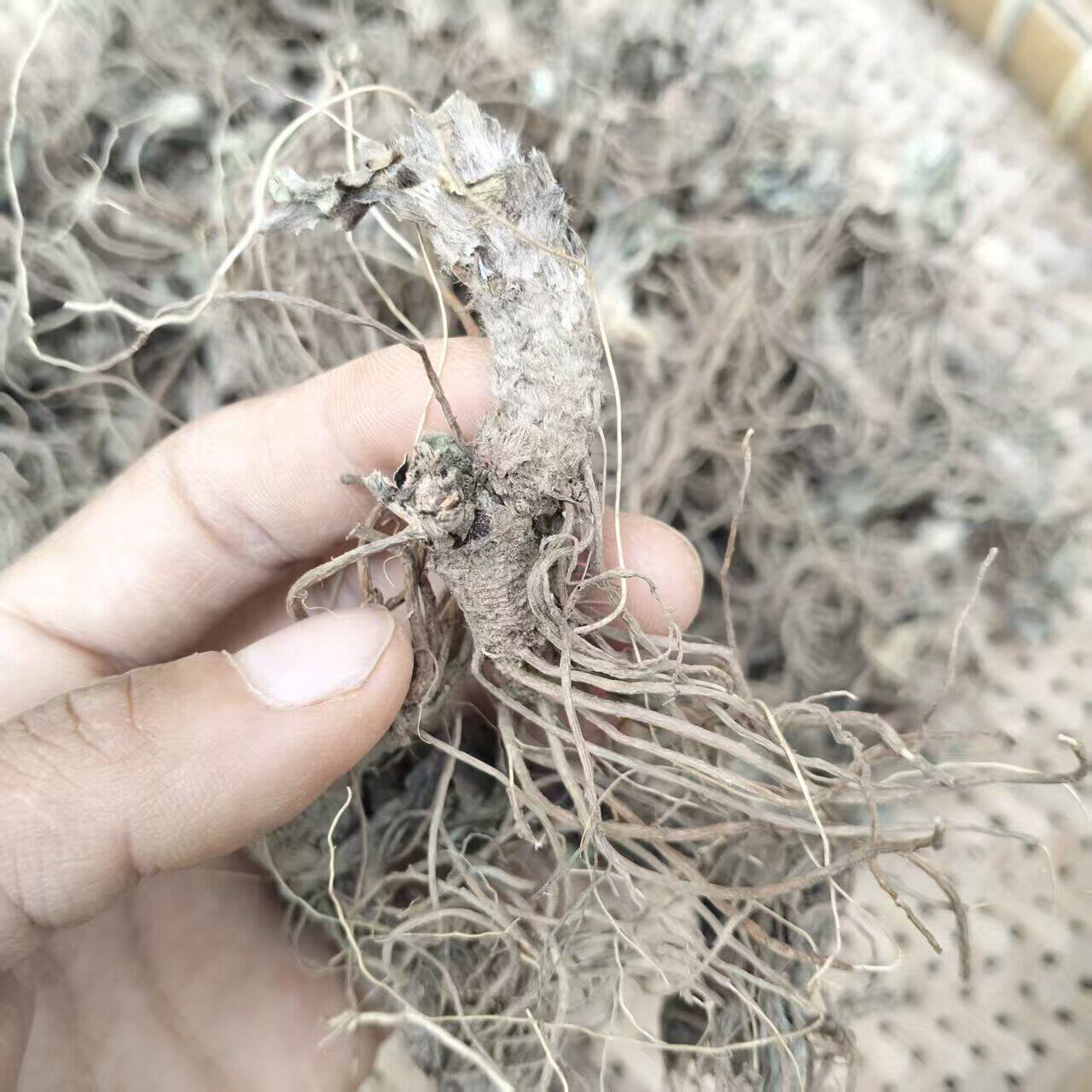 新鲜地胆头晒干货广西地胆草根煲炖汤料包红花地斩头草鞋根羊耳草