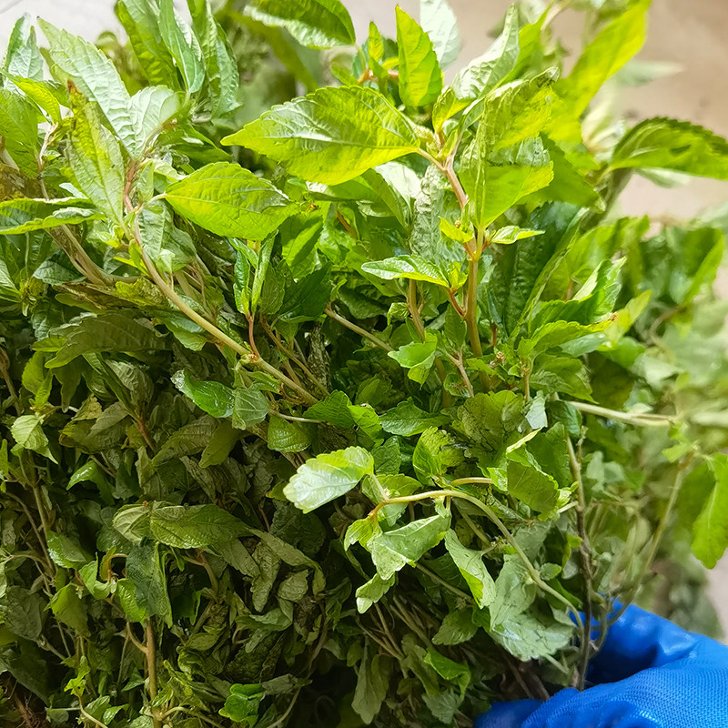 新鲜假麻仔潮汕乌踏麻满盘珠中草药材500g干品天然无硫海蚌含珠