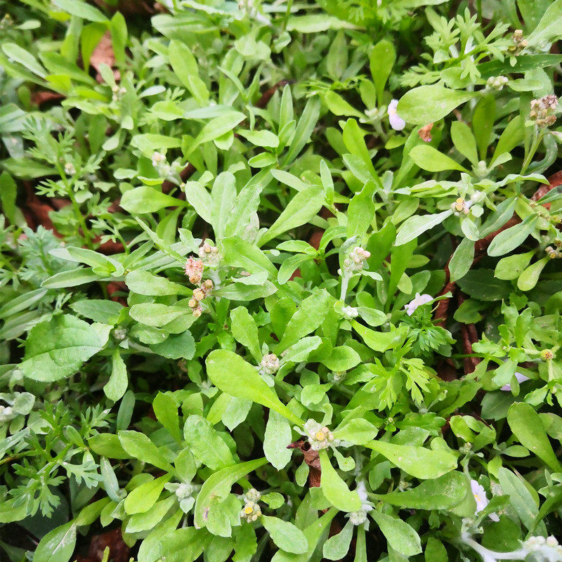 鼠壳草新鲜白花小号潮汕鼠壳粿果团原料鼠曲草佛耳草鼠耳草清明菜