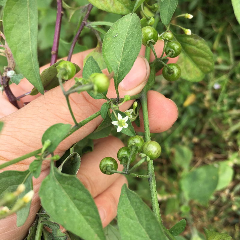 龙葵草潮汕草药乌点归少花龙葵乌目草白花菜七粒扣五宅茄新鲜农家