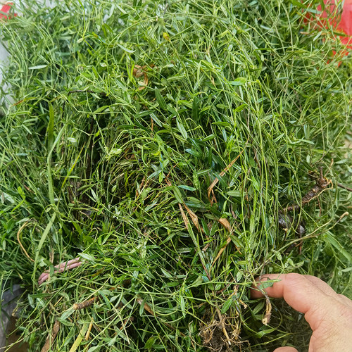 新鲜乌龙草丁癸草中草药人字草