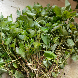 鱼腥草农家自晒鱼腥草枝叶纯天然凉茶草养生茶包邮天然深山现采好