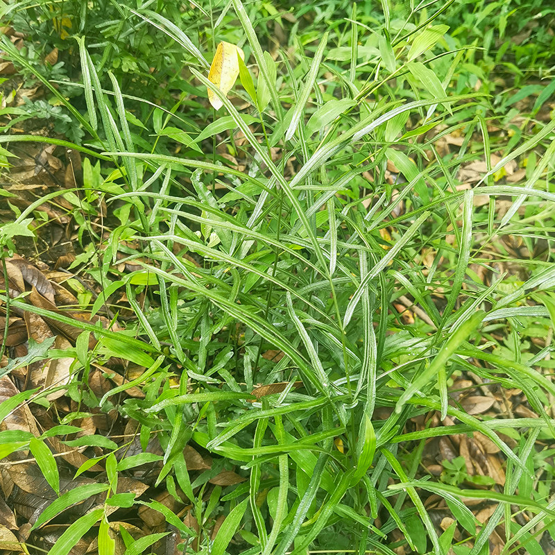凤尾草新鲜大山中药材凤尾草鸡爪草鸡脚草包邮凤凰草金鸡尾井栏草