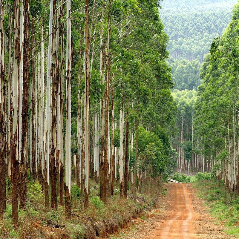 桉树种子细尾叶巨桉蓝桉澳大利亚杏仁桉大叶速生桉树广林九26号籽