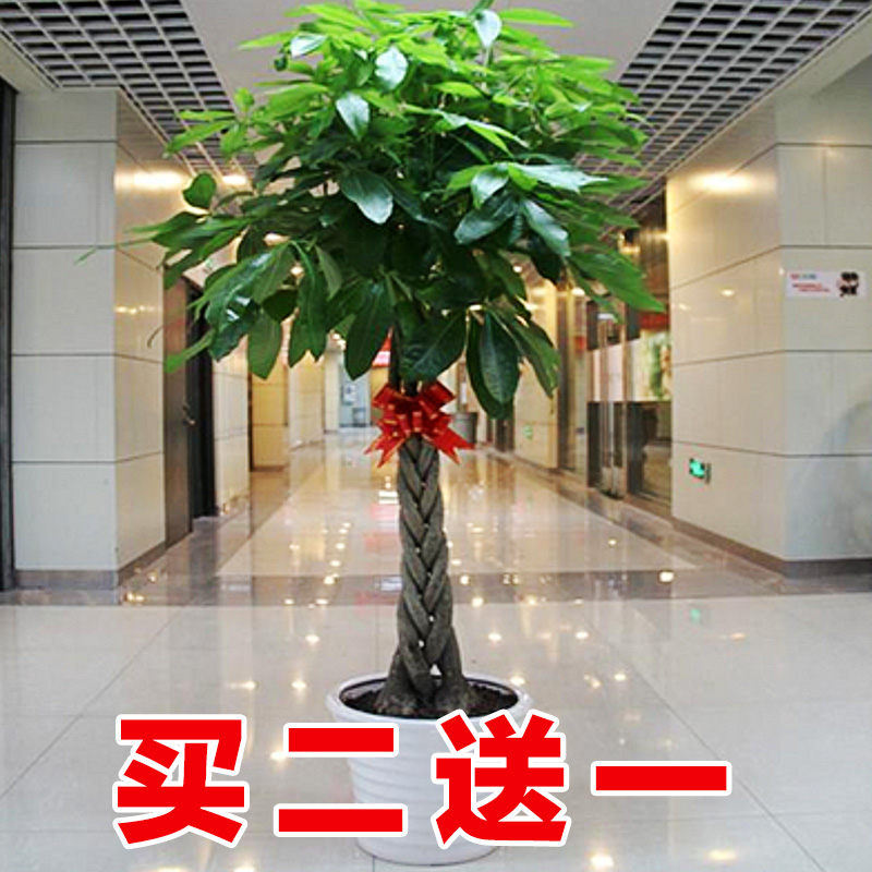 发财树盆栽植物室内小盆景辫子发财树四季常青金钱树室内盆栽植物 鲜花速递/花卉仿真/绿植园艺 大型绿植/成品组合盆栽 原图主图