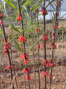 黄精种子中药材种籽玉竹滇黄精鸡头精黄精种籽老虎姜新鲜黄精种子