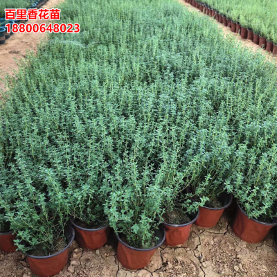 花幽谷300盆直销百里香花苗