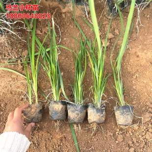 300盆马兰花苗袋苗盆苗盆栽蓝花鸢尾蓝花马兰花花镜公园庭院植物