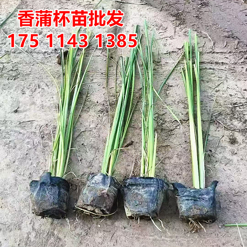 香蒲苗杯带盆水生植物