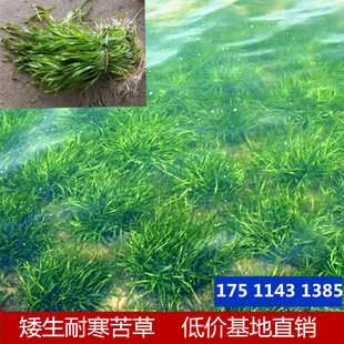 河道矮生苦草耐寒四季眼子菜伊乐藻金鱼草虾蟹净化水草沉水植物