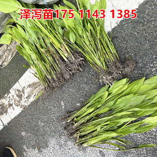 泽泻苗水生植物泽泻花苗人工湿地种植花卉挺水植物池塘河道绿植
