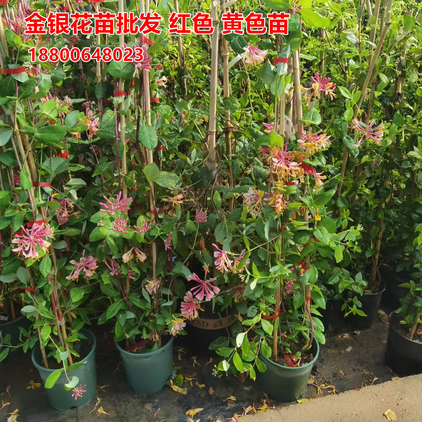 花幽谷金银花苗杯盆袋苗