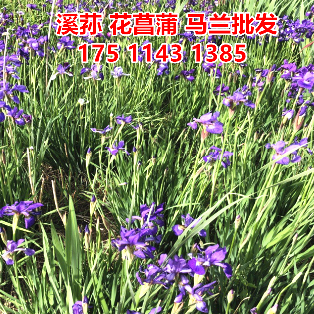 溪荪苗花苗马兰花苗杯苗花菖蒲苗袋苗水生植物蓝花菖蒲蓝花鸢尾