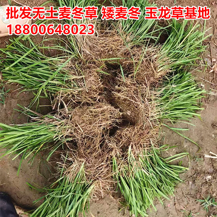 矮麦冬草玉龙草无土细叶麦冬多年生草坪耐践踏中叶麦冬宽叶麦冬