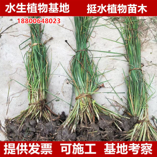 池塘香蒲苗多年生宿根挺水