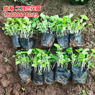 500盆二月兰花苗杯苗袋苗观赏花草花镜苗木植物绿植兰花庭院花海