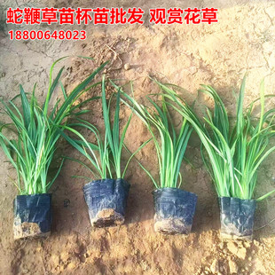 200盆蛇鞭草猫尾草花苗袋苗杯苗多年生观赏花草苗庭院公园栽植
