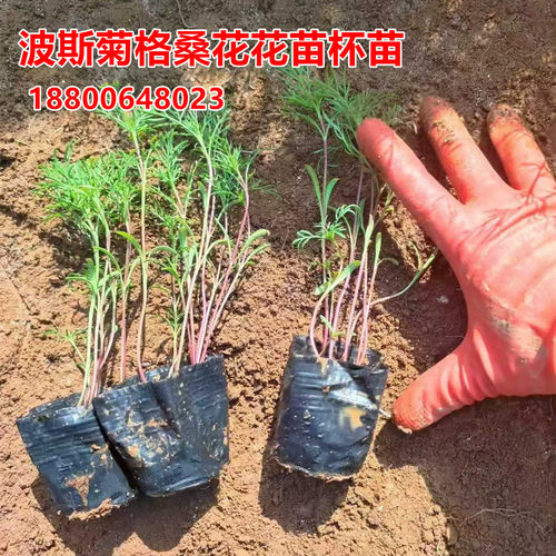 花幽谷200盆格桑花苗护坡观赏