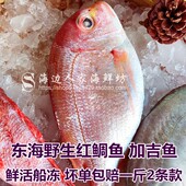 东海红加吉鱼鲜活冷冻红鲷鱼新鲜深海鱼鲷鱼海鲜水产品 3斤装 包邮