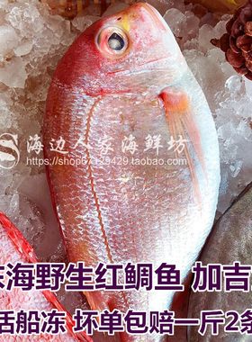 包邮顺丰3斤装东海红鲷鱼