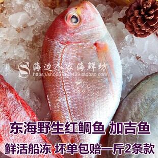 包邮3斤装东海红加吉鱼鲜活冷冻红鲷鱼新鲜深海鱼鲷鱼海鲜水产品