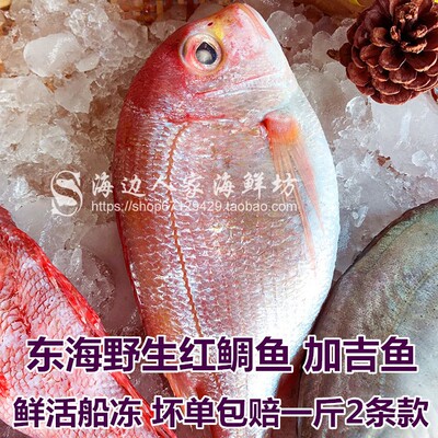 包邮顺丰3斤装东海红鲷鱼