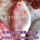 东海红加吉鱼鲜活冷冻红鲷鱼新鲜深海鱼鲷鱼海鲜水产品 3斤装 包邮