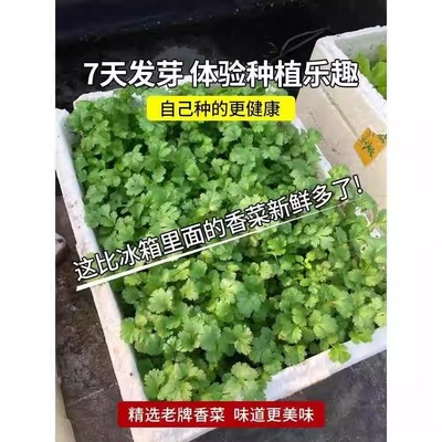 易发芽大叶香菜种子香菜籽耐热四季阳台室内盆栽种籽蔬菜种子大全