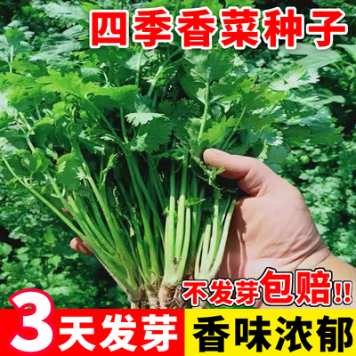 香菜种子四季大叶芫荽籽种老品种阳台蔬菜大全农家小叶菜种籽
