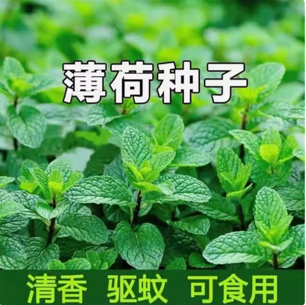 食用薄荷种子柠檬薄荷种子驱蚊花草植物种子四季阳台薄荷盆栽可食