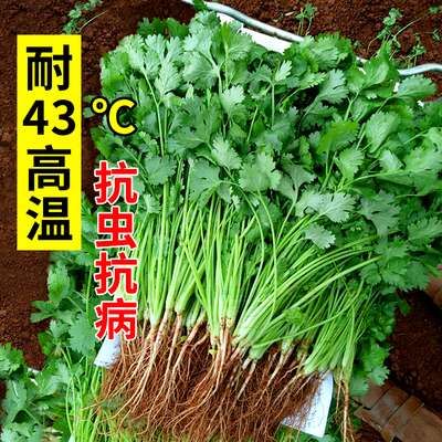 山东老香菜种子农家大叶芫荽盆栽蔬菜种籽春季四季阳台种孑籽种