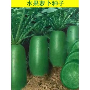 冰糖脆里外青水果萝卜种子生吃甜脆农家蔬菜四季播种沙窝绿萝卜籽