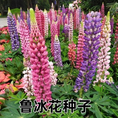 鲁冰花种子四季花开不断耐寒耐热多年生宿根花卉羽扇豆种子易种活
