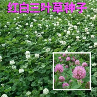 白三叶草种子红三叶草籽绿化草坪草籽庭院红花酢浆草盆栽花卉植物