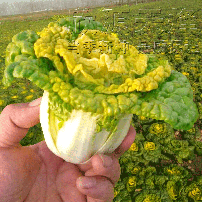 黄心乌塌菜种子菊花心芯耐寒白菜种籽春秋季阳台盆栽四季蔬菜种孑