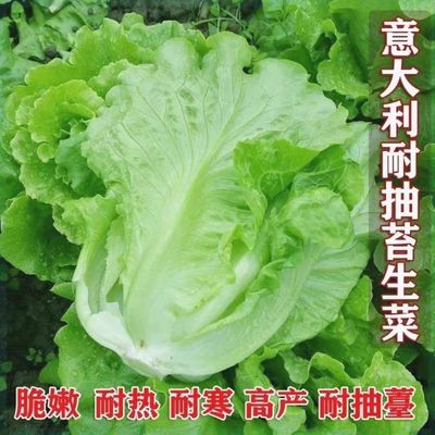 意大利生菜种子胡萝卜茄子种籽四季沙拉小白菜菜种子