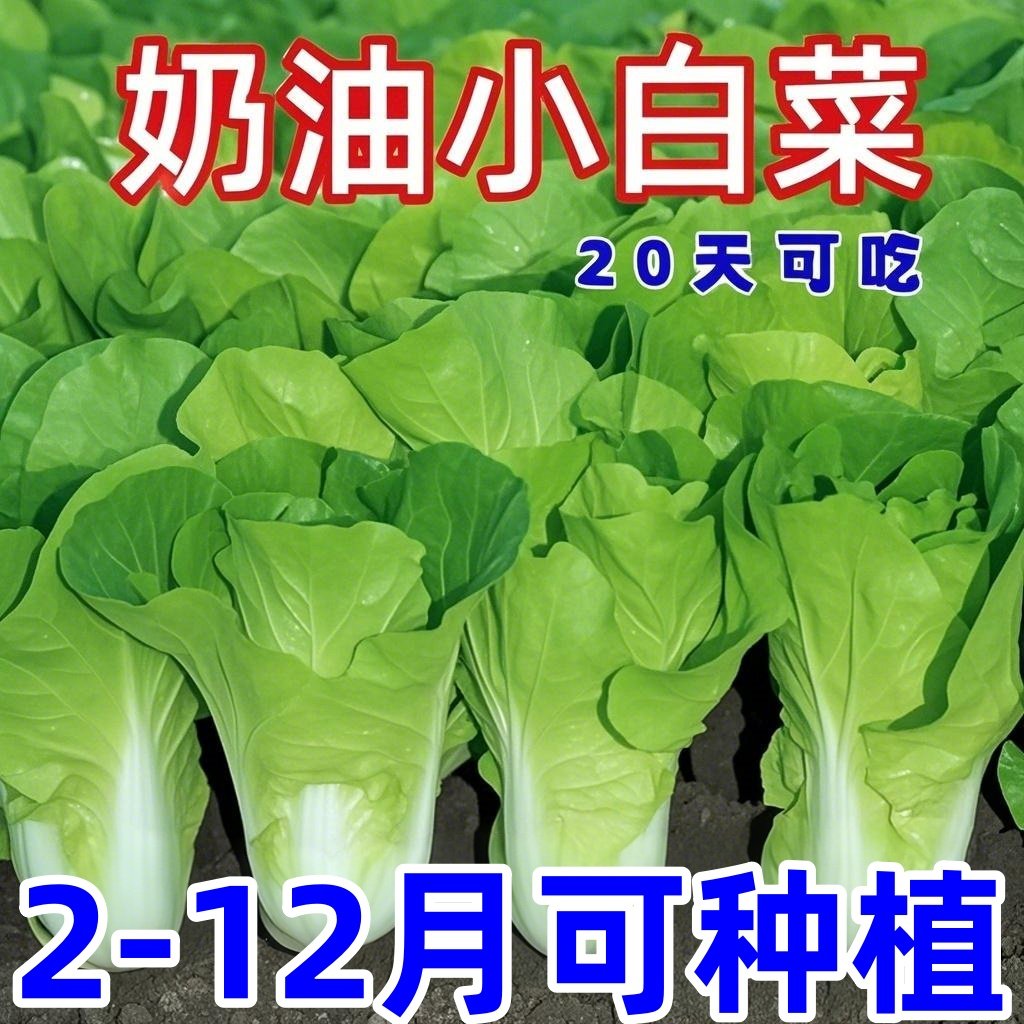 四季菜奶油小白菜生吃新鲜小白快菜爽口农家小白菜耐热种植好养活,鲜花速递/花卉仿真/绿植园艺,家庭园艺种子,淘宝优惠券,粉丝福利购,淘宝优惠卷