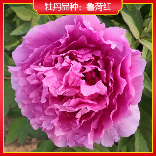 牡丹【鲁菏红】庭院地栽 阳台盆栽 菏泽正宗观赏牡丹花苗
