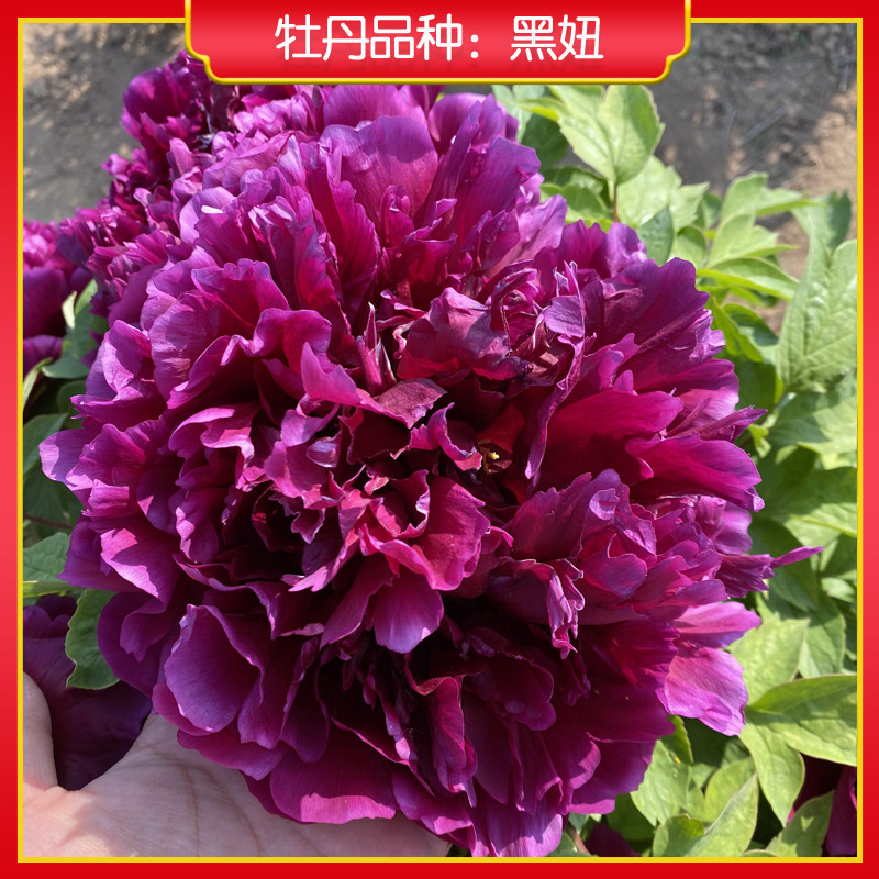 牡丹【黑妞】山东菏泽正宗观赏牡丹花苗 庭院地栽 阳台盆栽