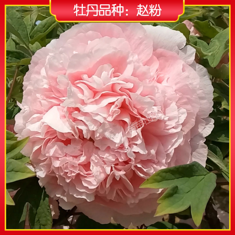 牡丹【赵粉】庭院地栽 阳台盆栽 菏泽正宗观赏牡丹花苗