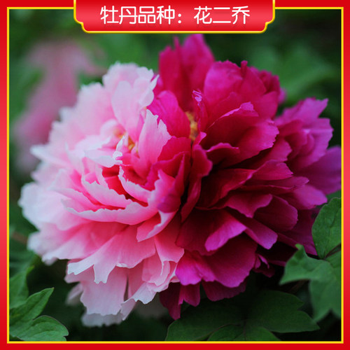 牡丹【花二乔】庭院地栽 阳台盆栽 菏泽正宗观赏牡丹花苗