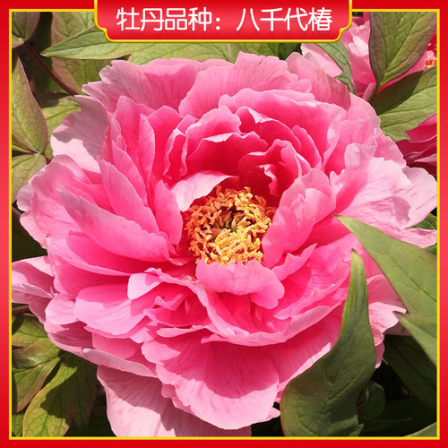 牡丹【八千代椿】庭院地栽 阳台盆栽 菏泽正宗观赏牡丹花苗