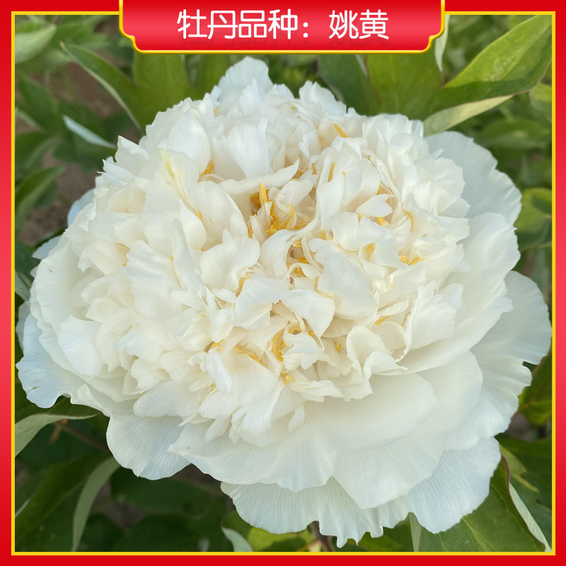 牡丹【姚黄】庭院地栽 阳台盆栽 菏泽正宗观赏牡丹花苗