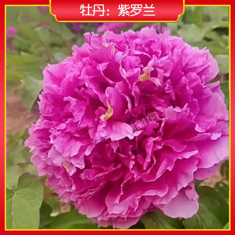 牡丹【紫罗兰】庭院地栽 阳台盆栽 菏泽正宗观赏牡丹花苗