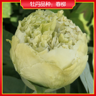 牡丹【春柳】庭院地栽 阳台盆栽 菏泽正宗观赏牡丹花苗
