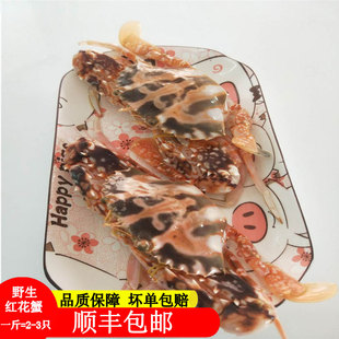 福建海鲜特大红花蟹鲜活水产500g花乐蟹花盖梭子长脚螃蟹包邮