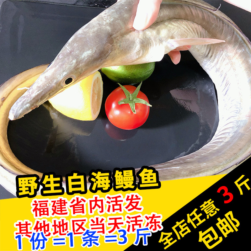 闽丰渔鲜活特大海鳗鱼3斤整条福建海鲜深海野生白鳝鱼渔船直销