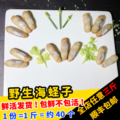 闽丰渔鲜活特大蛏子500g福建新鲜圣子竹蝗双头蛏虷马刀蝏蛢